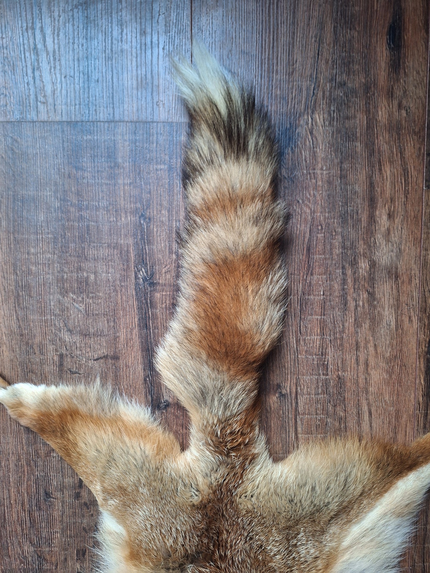 Red fox hide #31