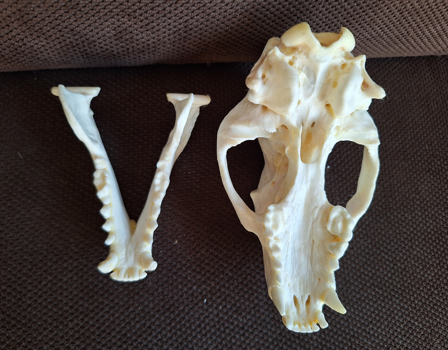 Badger skull #9