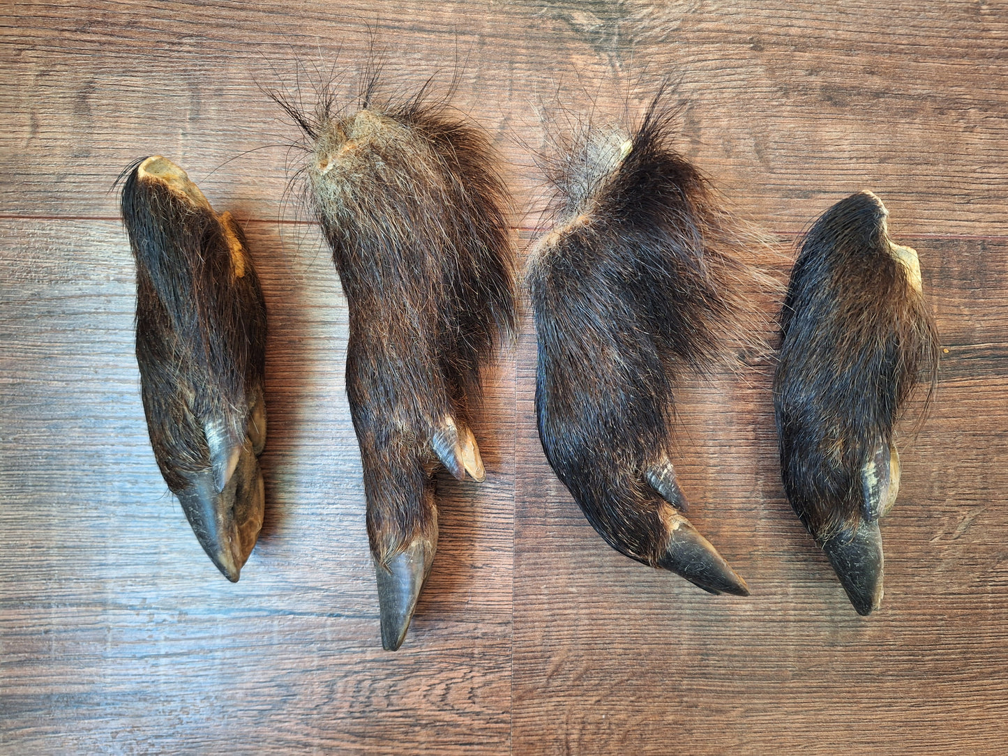 Wild boar lower legs