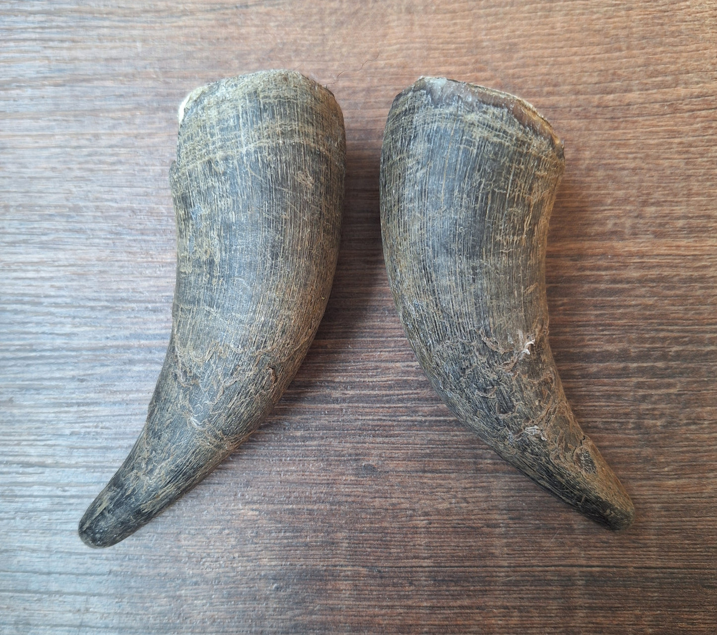 Cow horn set