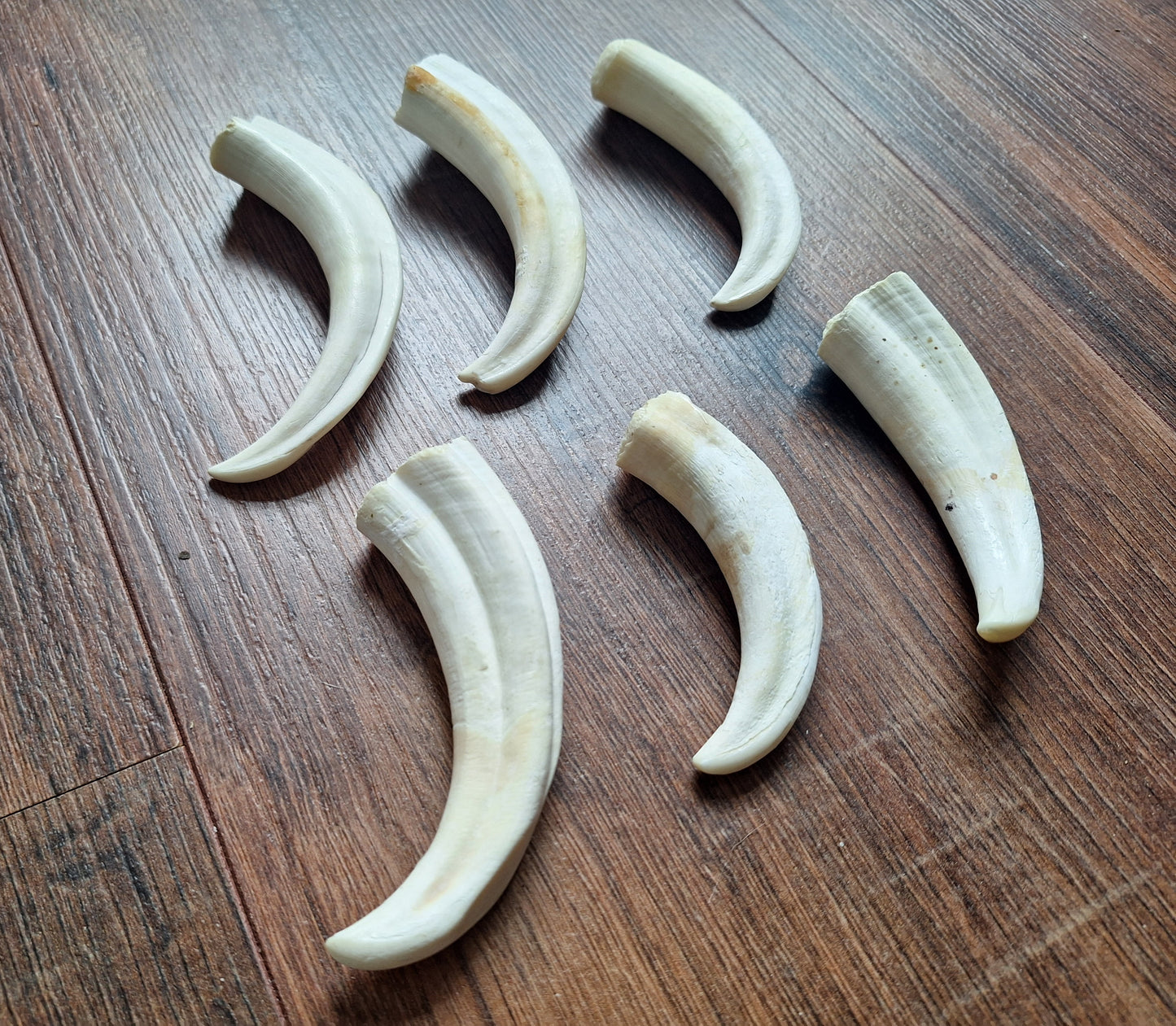 Wart hog tusks