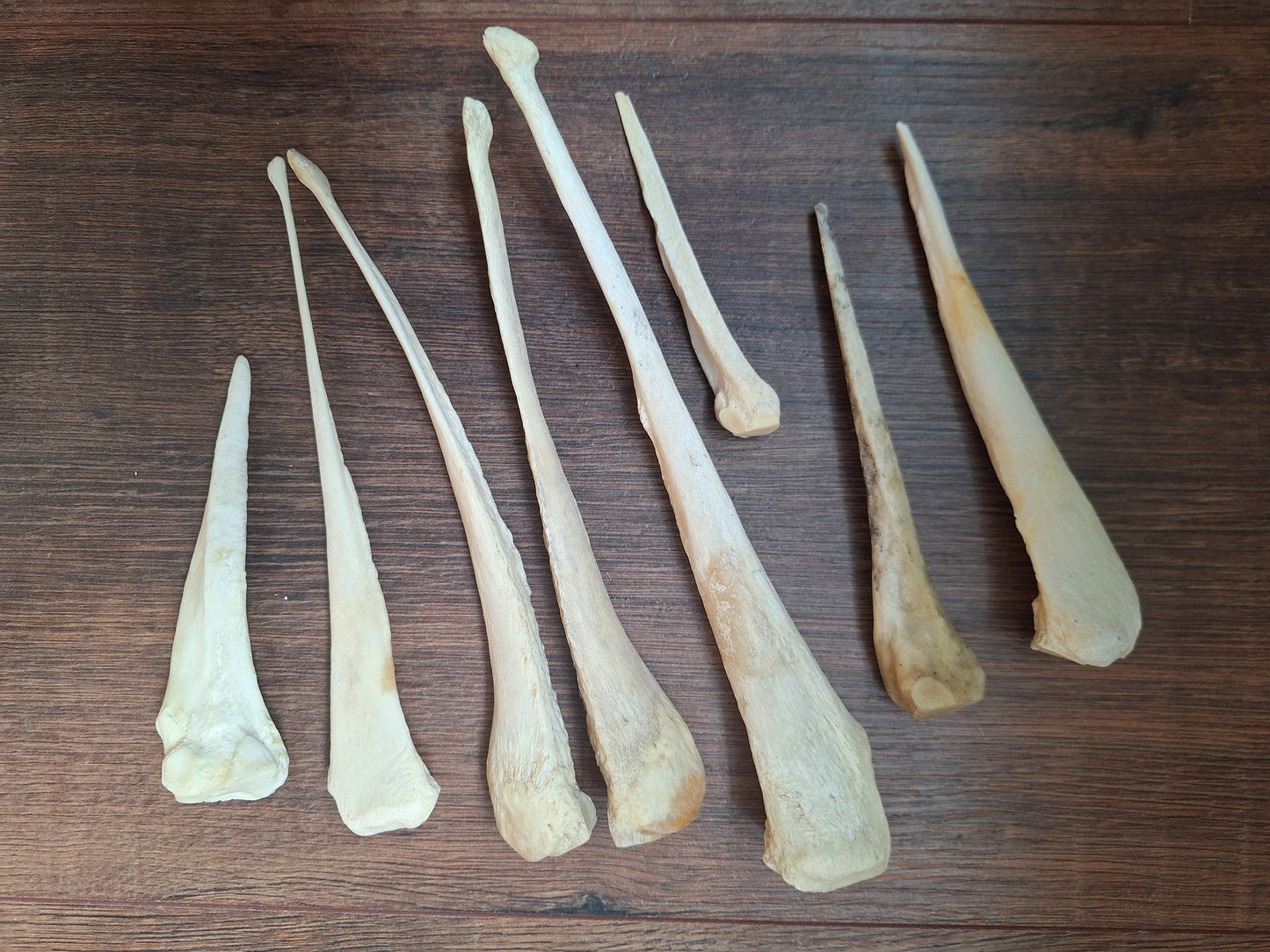 Horse leg bones, crafting sets