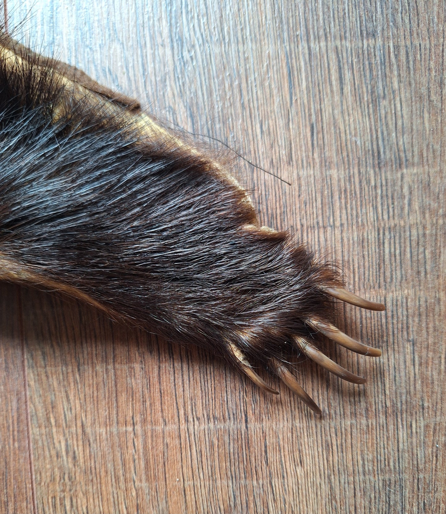 Badger hide #7