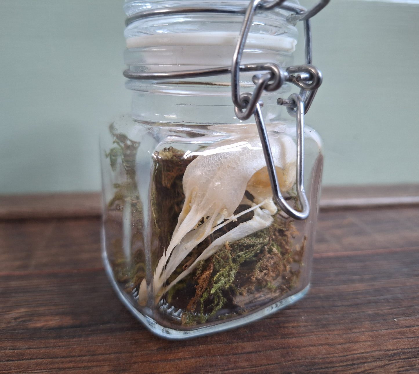 Wood pigeon skull in glass jar