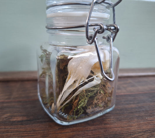 Wood pigeon skull in glass jar