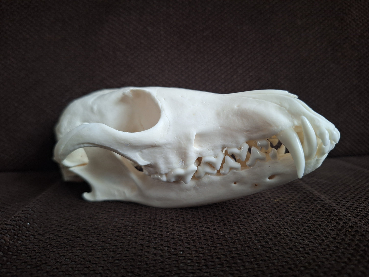 Fox skull #26
