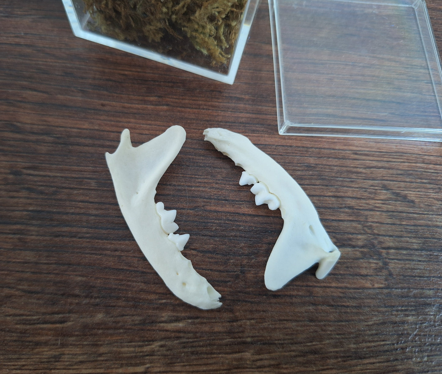 Marten lower jaws, B-quality, in display cube