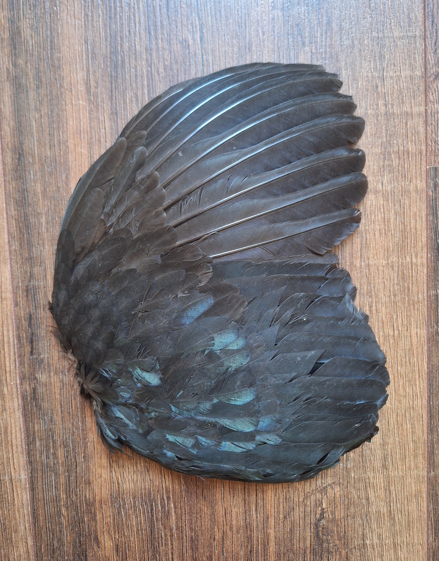 Rooster wing