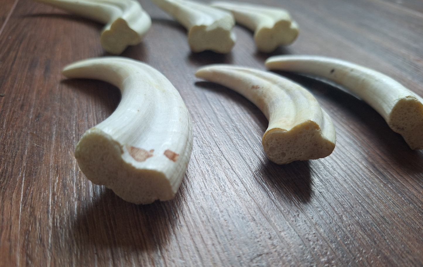 Wart hog tusks