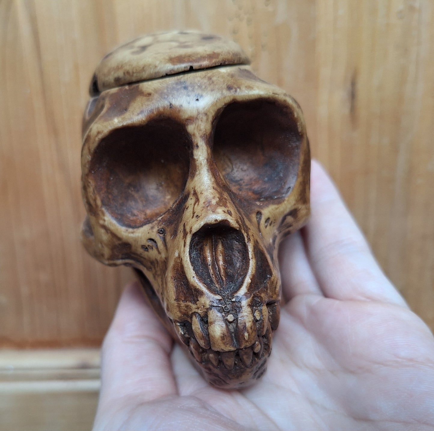 Resin monkey skull kapala