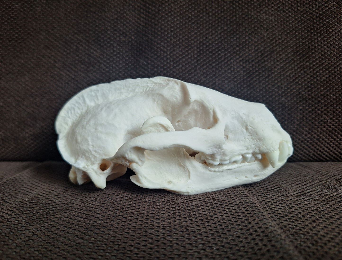 Badger skull #6