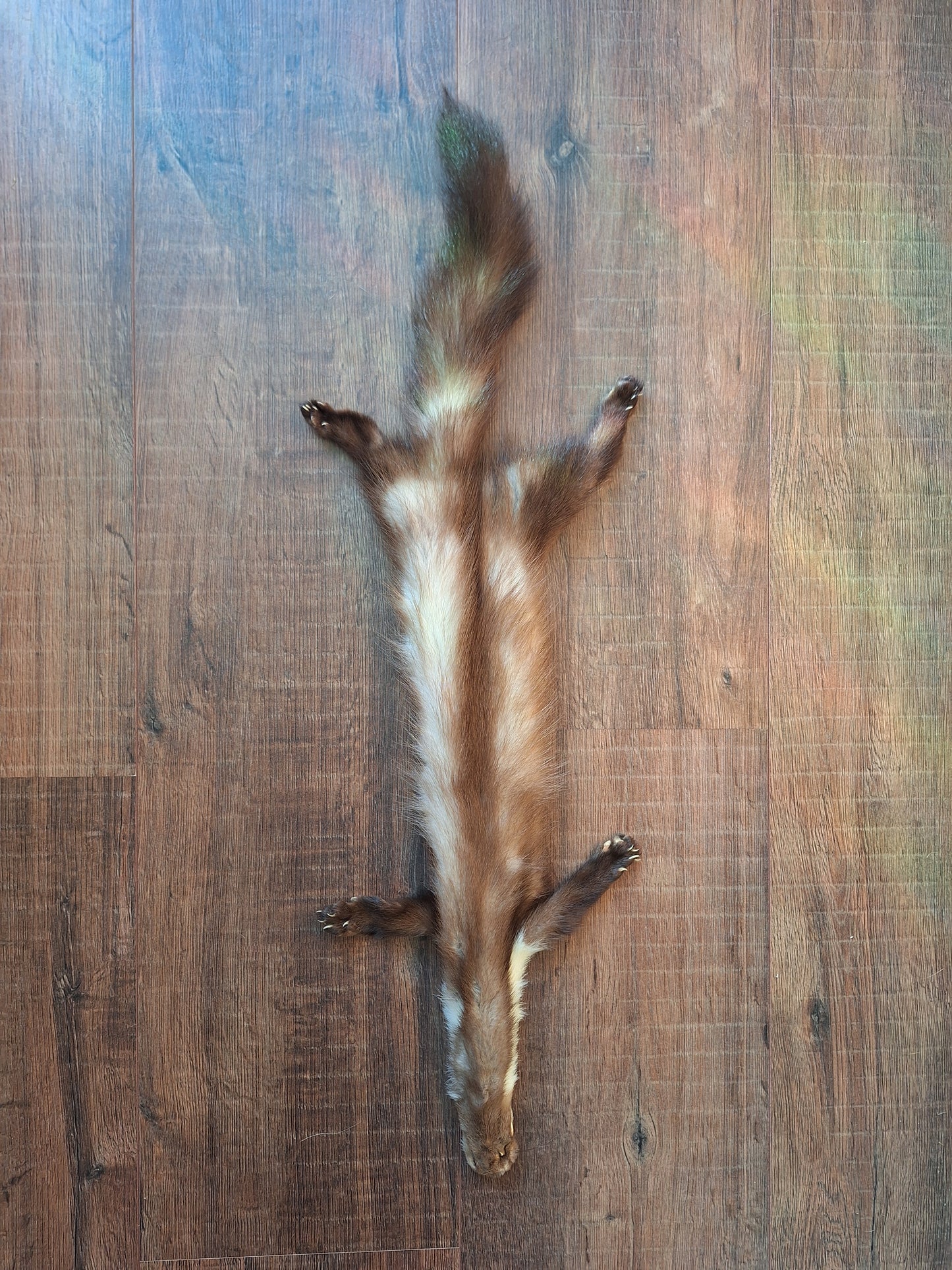 Stone marten hide #5