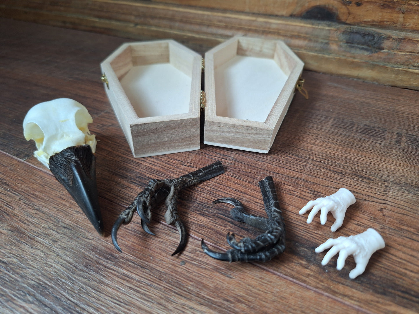 Crow skull and claws set in coffin