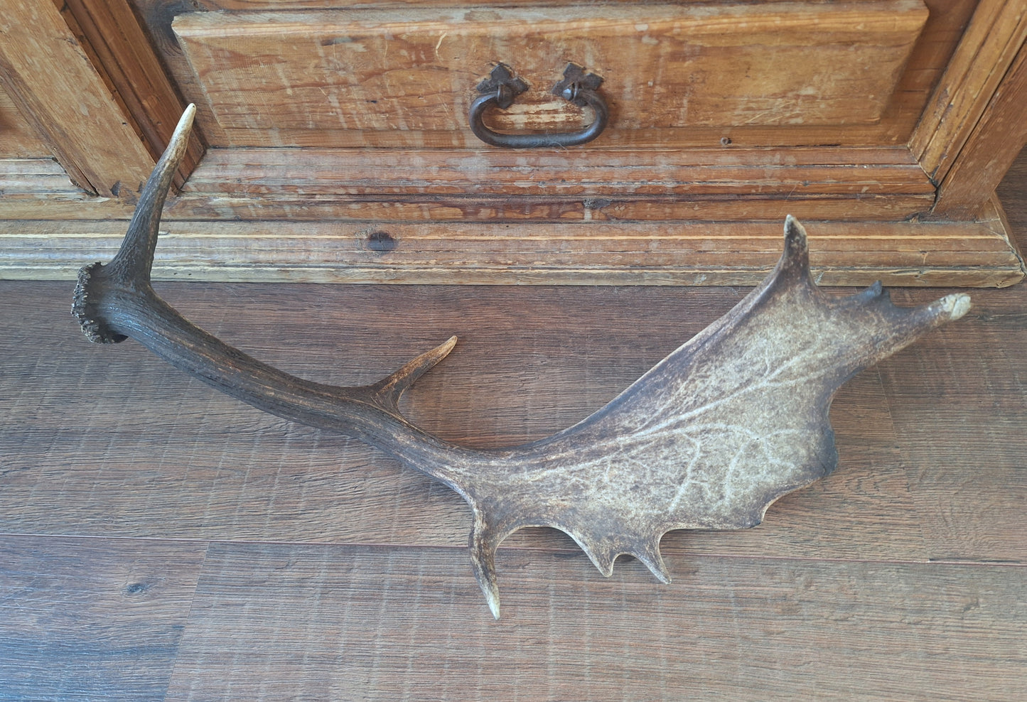 Fallow deer antler, single #13