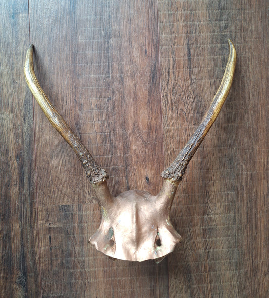 Red deer skull cap, B-quality