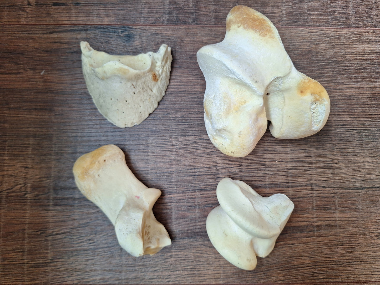 Horse leg bones, crafting sets