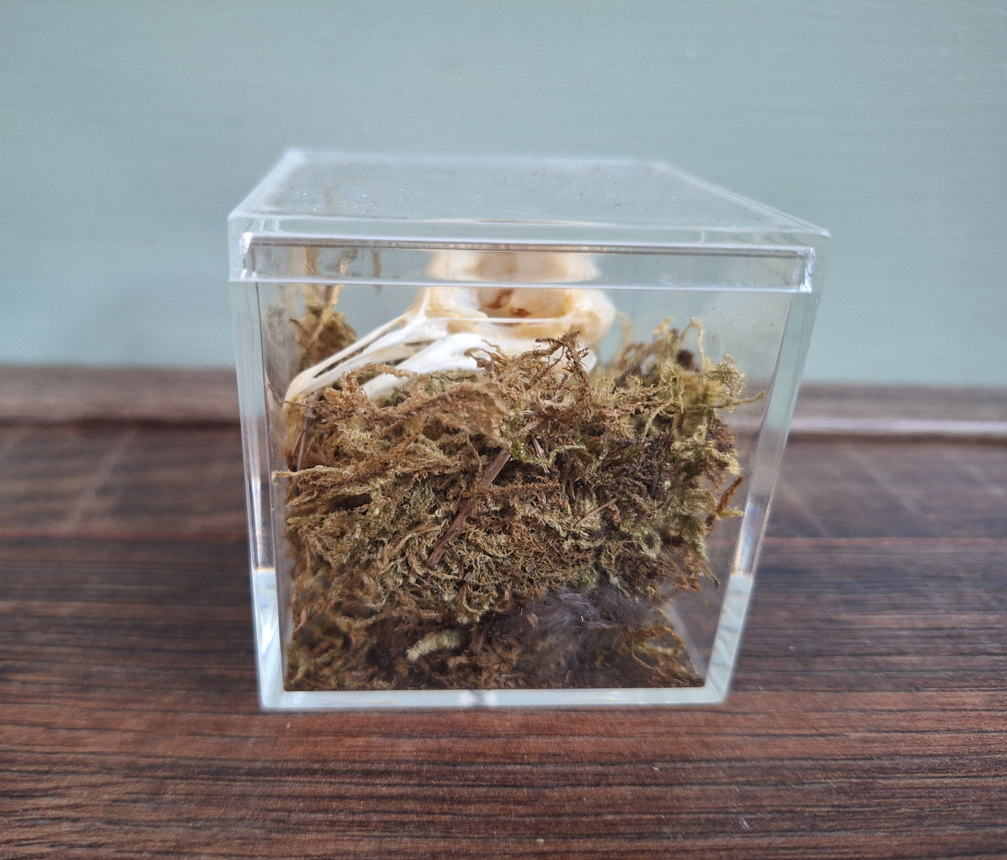 Wood pigeon skull in display cube