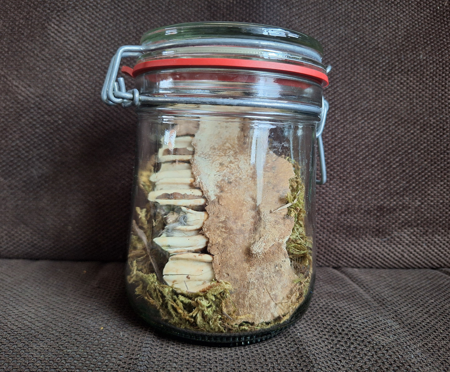 Cow jaw piece, B-quality, in glass jar