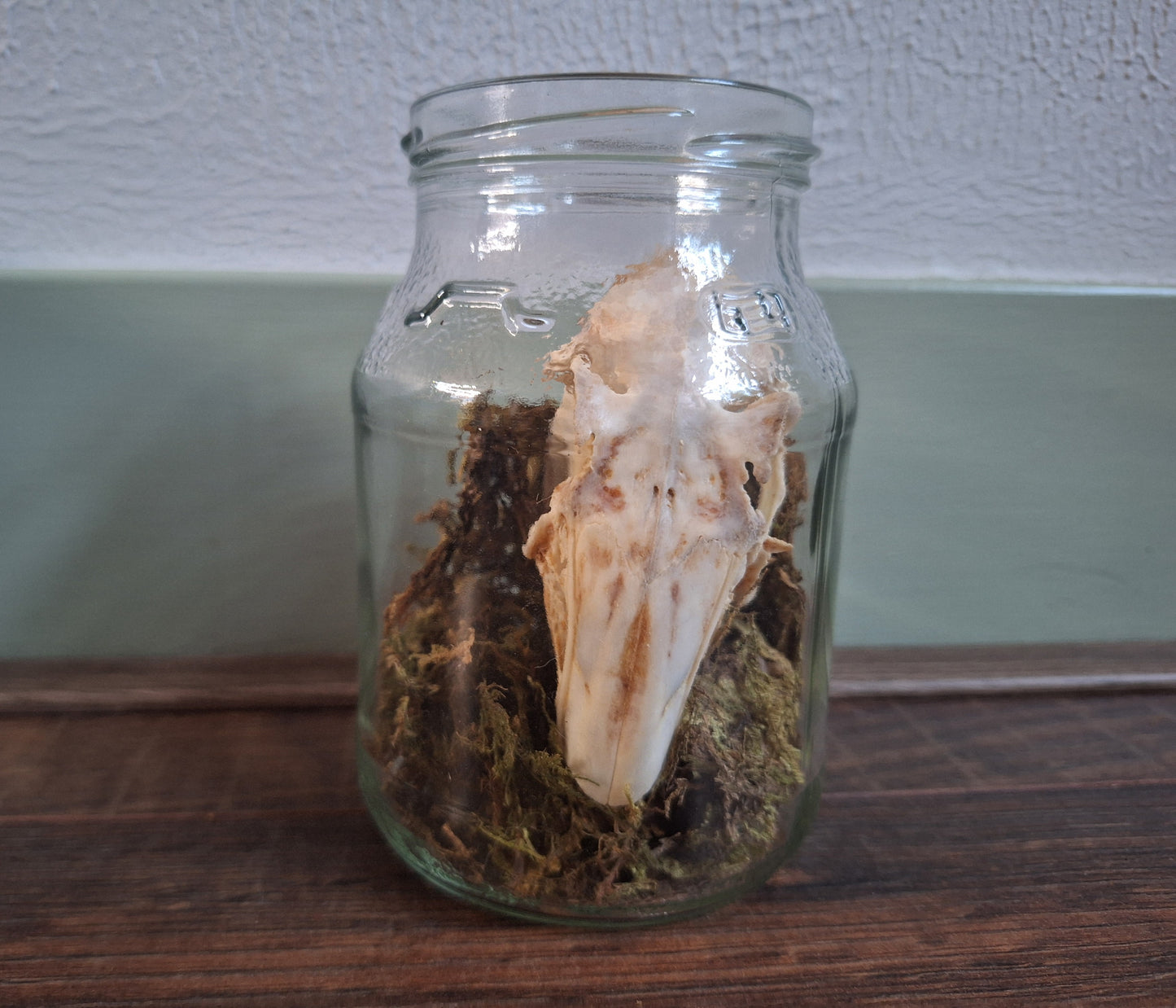 Rabbit skull, B-quality, in glass jar