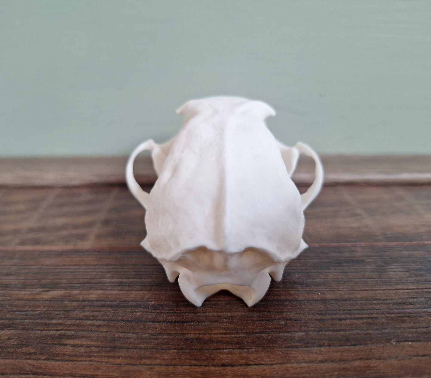 Stone marten skull, B-quality