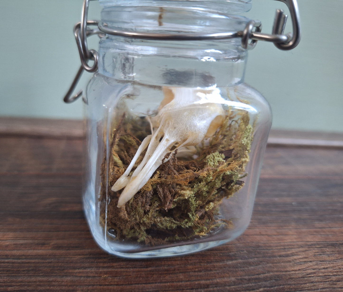 Wood pigeon skull in glass jar