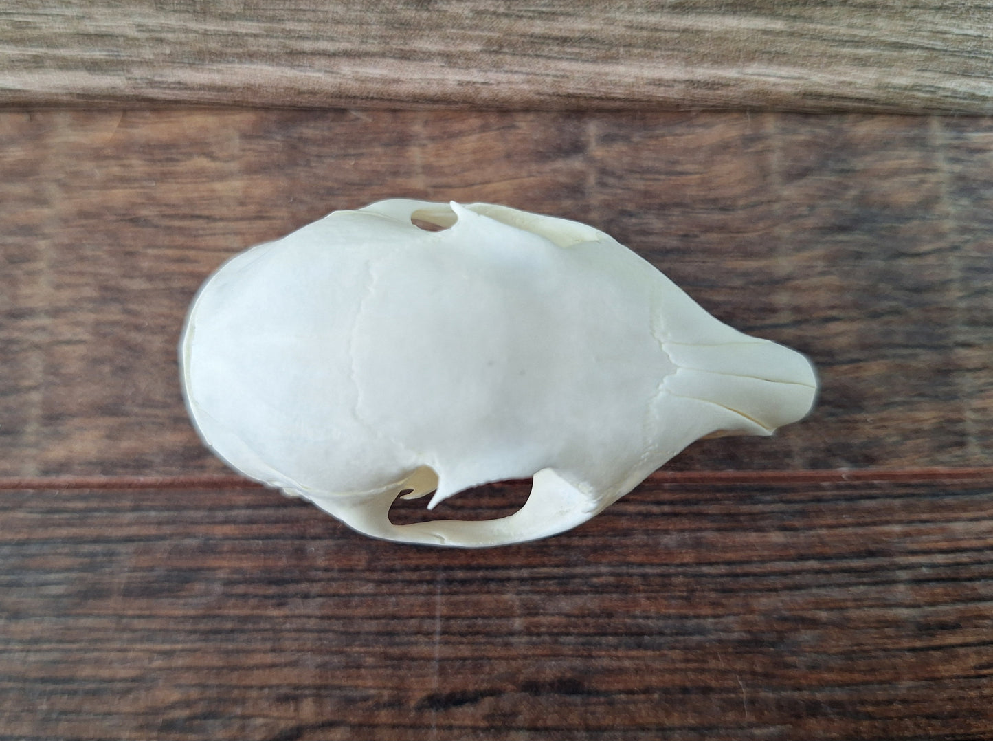 Gray squirrel skull