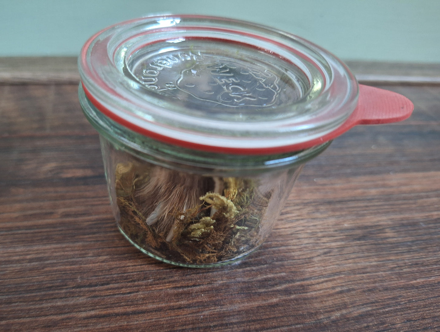 Fox paw, B-quality, in glass jar