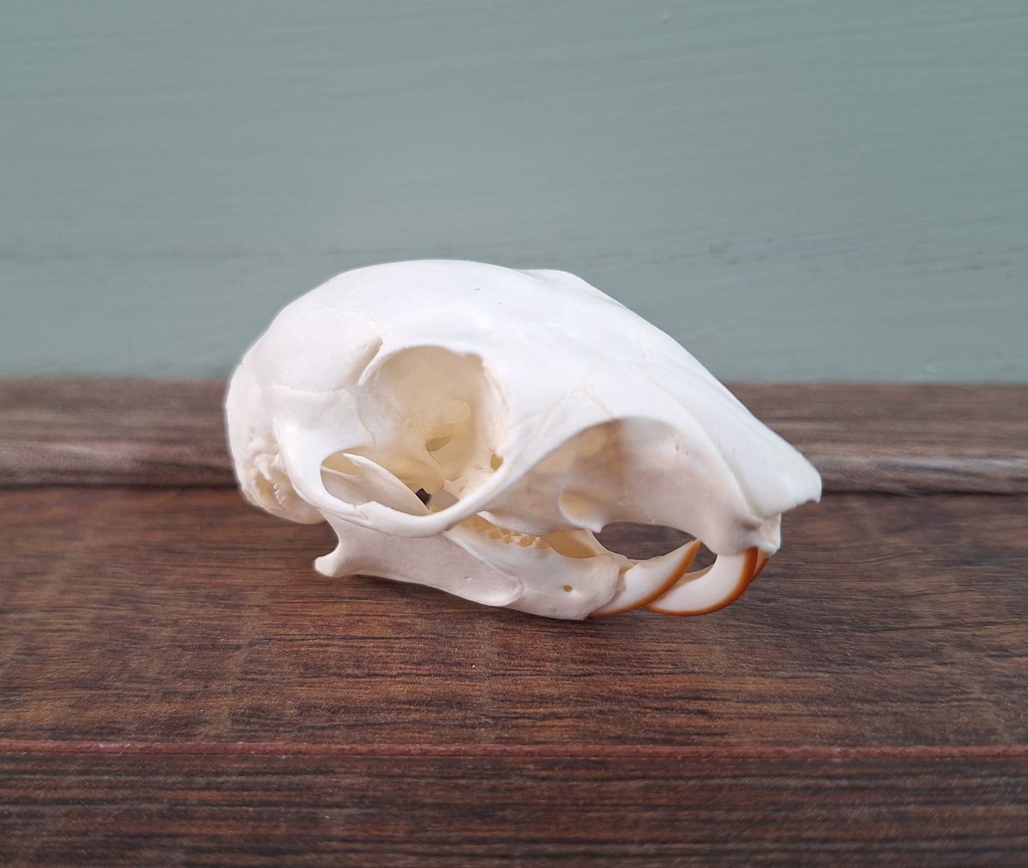 Gray squirrel skull