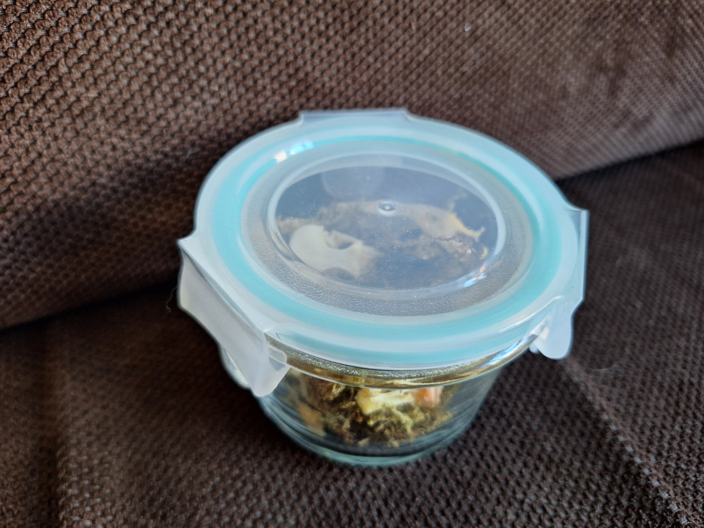 Jackdaw partial skeleton in glass jar