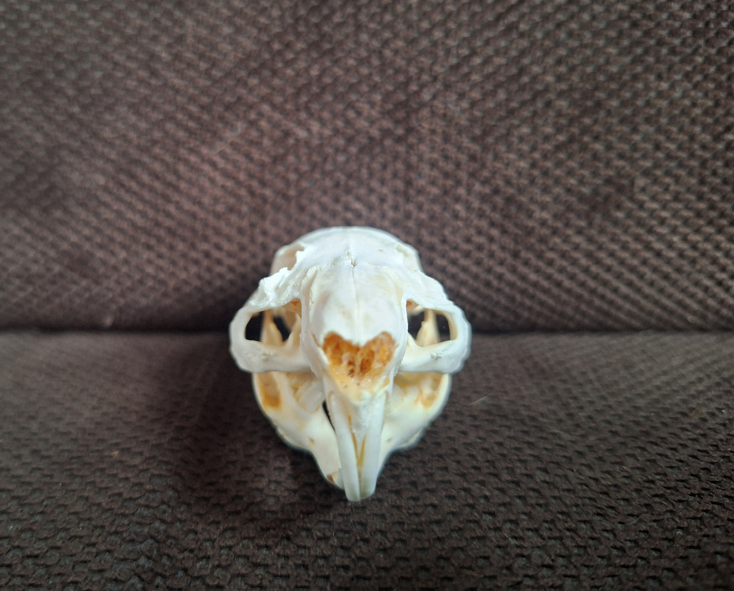 Guinea pig skull