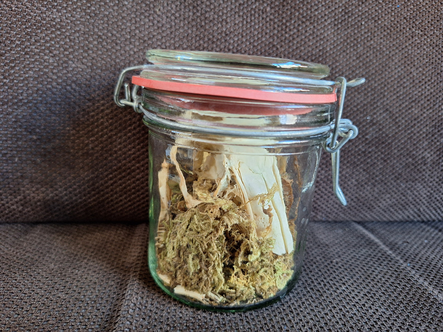 Rabbit skull, B-quality, in glass jar