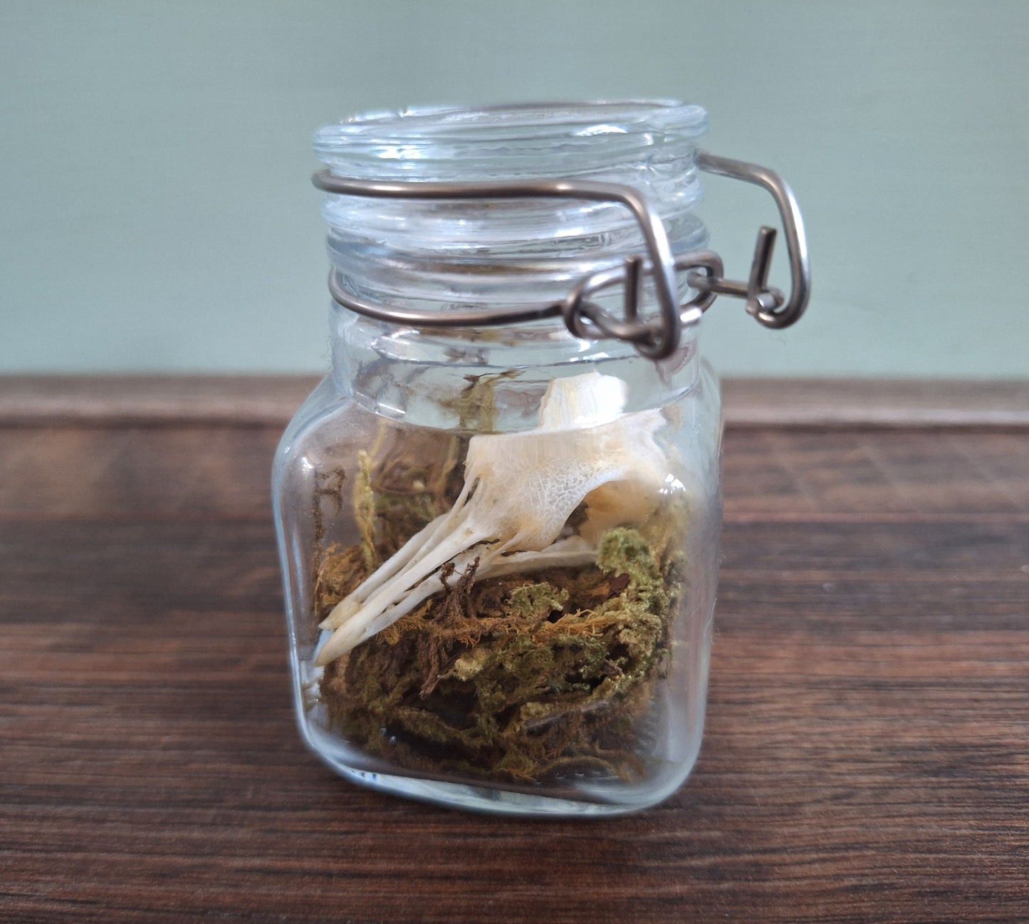 Wood pigeon skull in glass jar