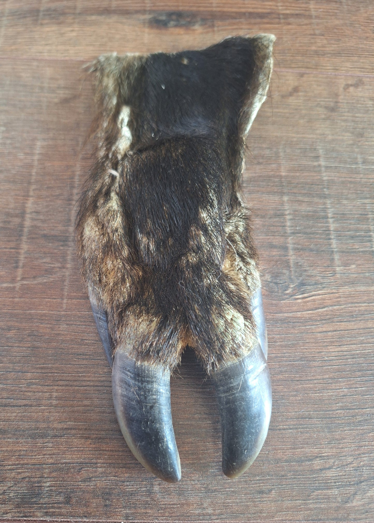 Wild boar lower leg hide, B-quality