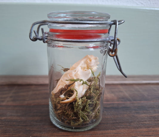 Rat skull in glass jar