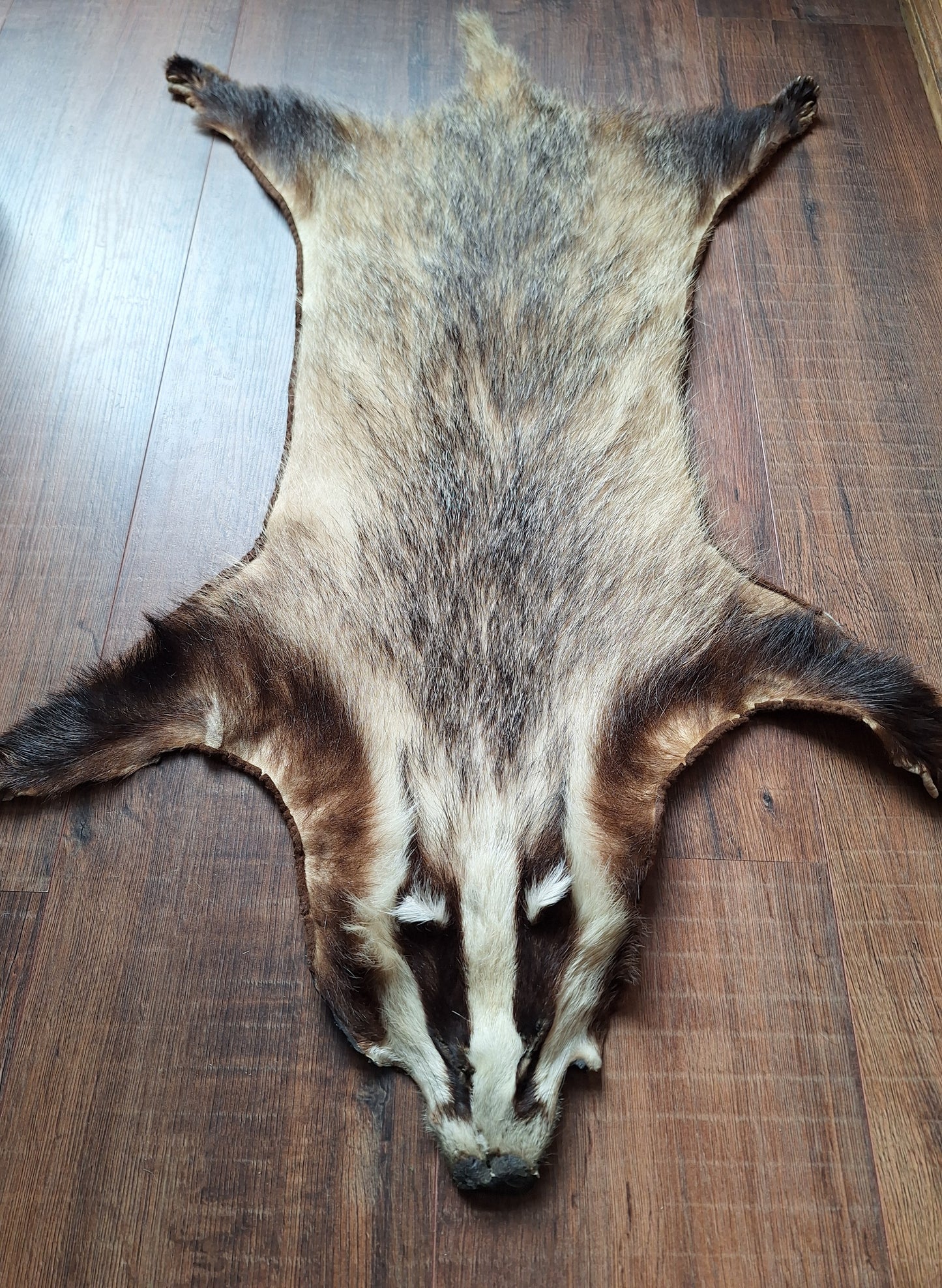 Badger hide #6