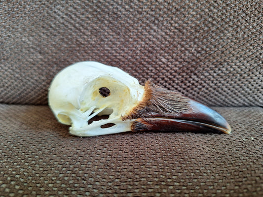 Crow skull #33