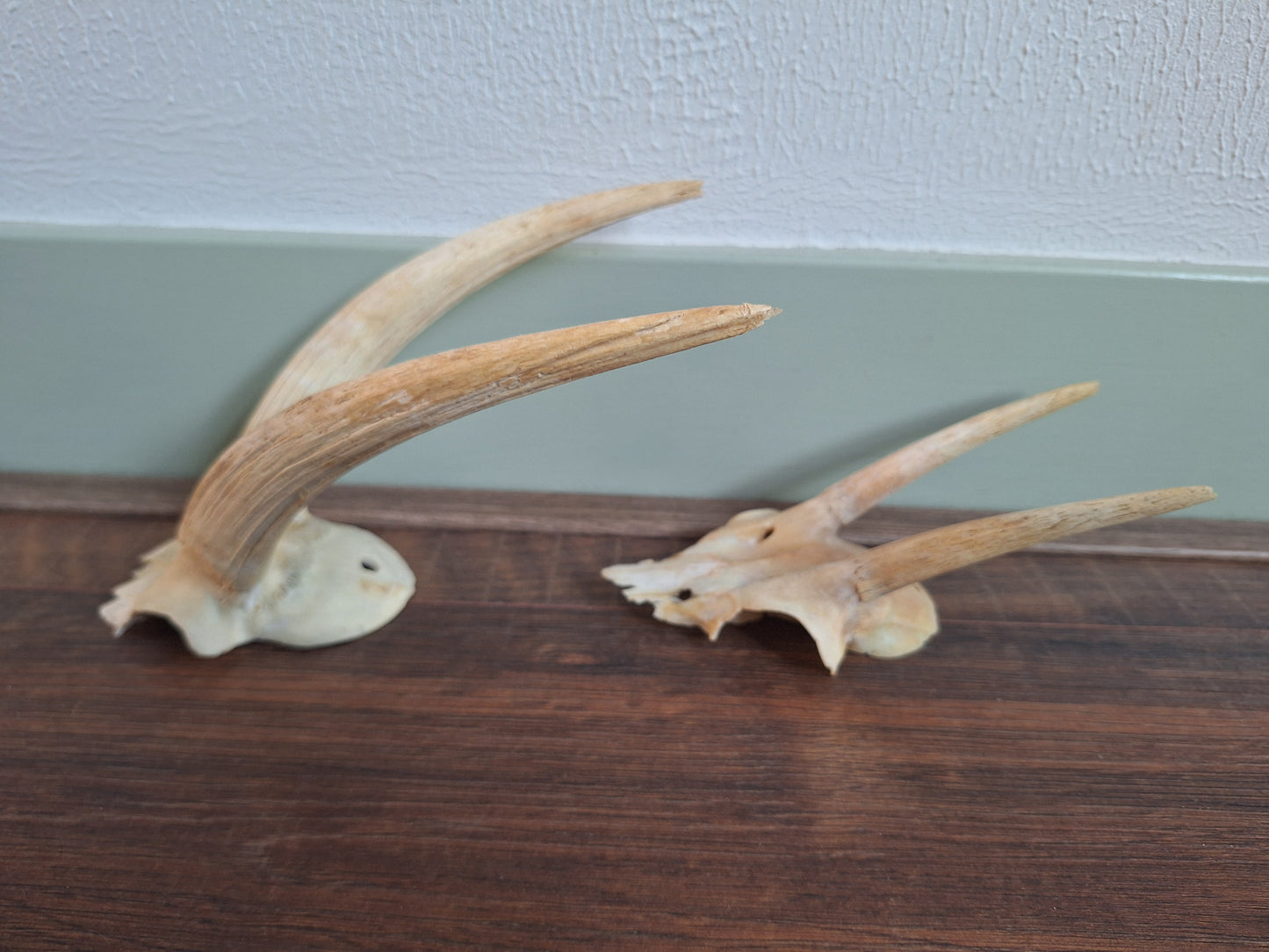 Dorcas gazelle skull cap