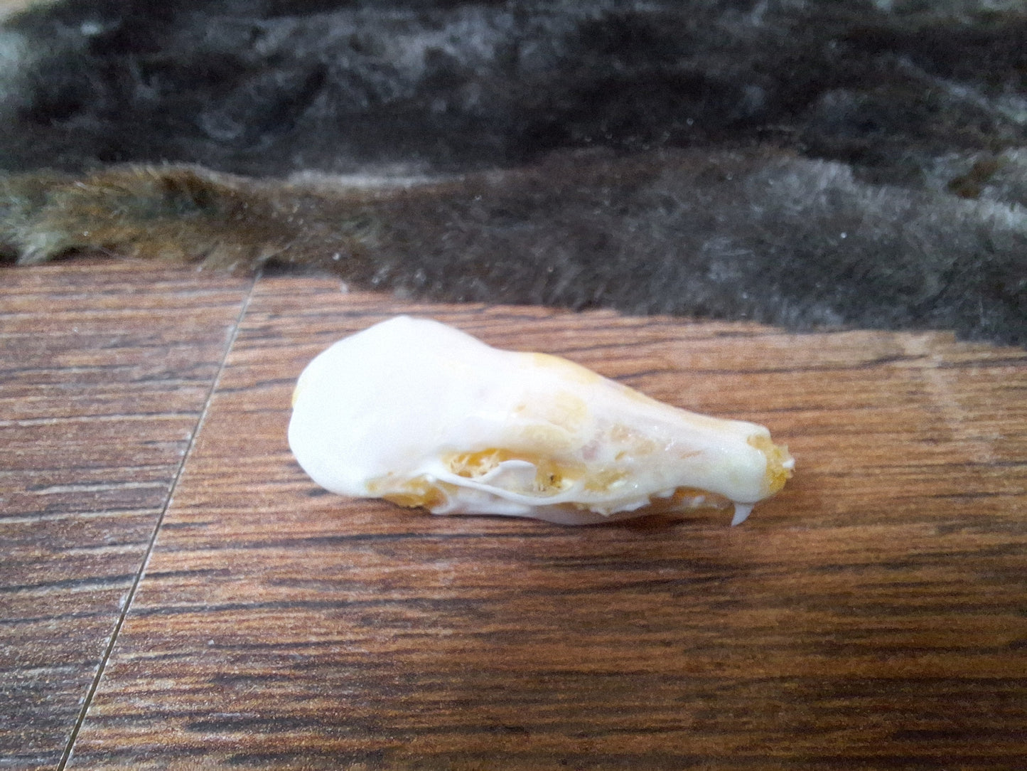 Mole skull and hide set