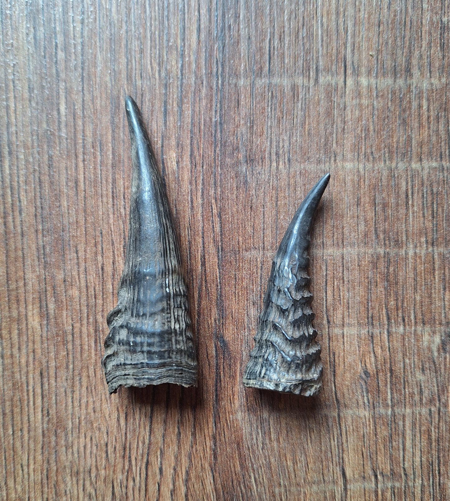 Oribi horns, single