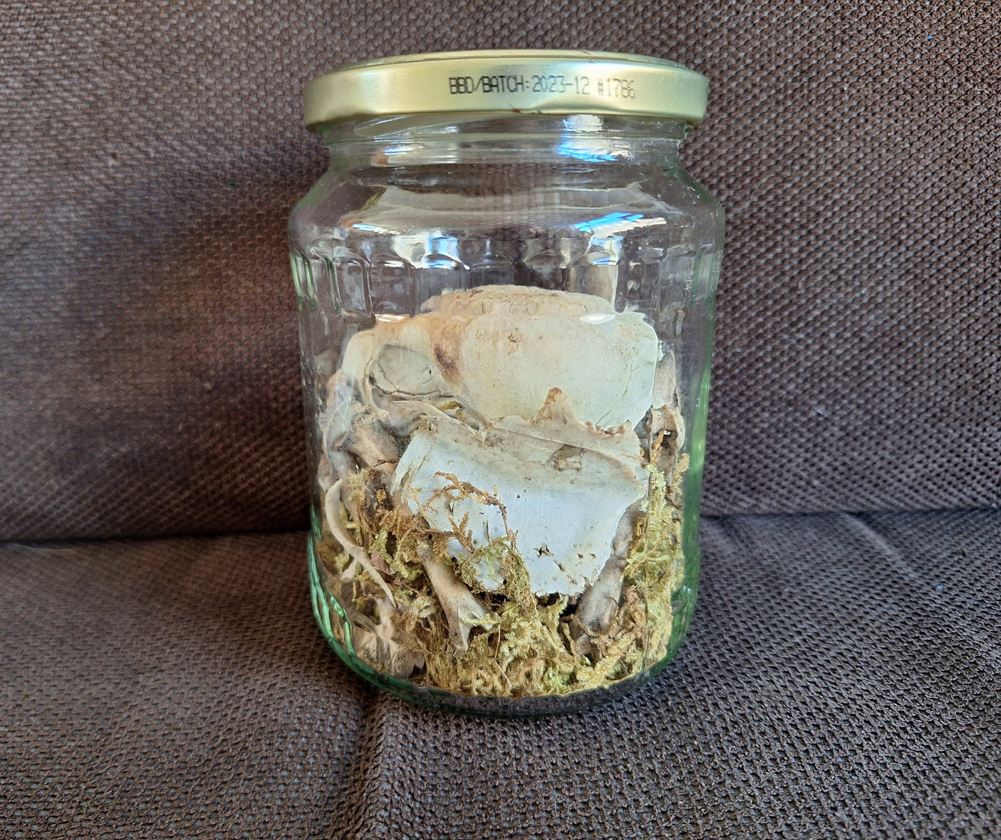 Rabbit partial skeleton, B-quality, in glass jar