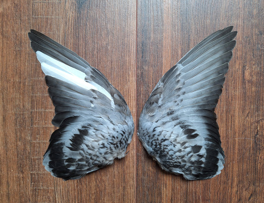 Domestic pigeon wings, set of 2