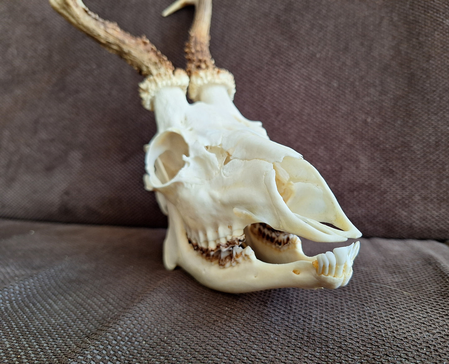 Roe buck skull #3