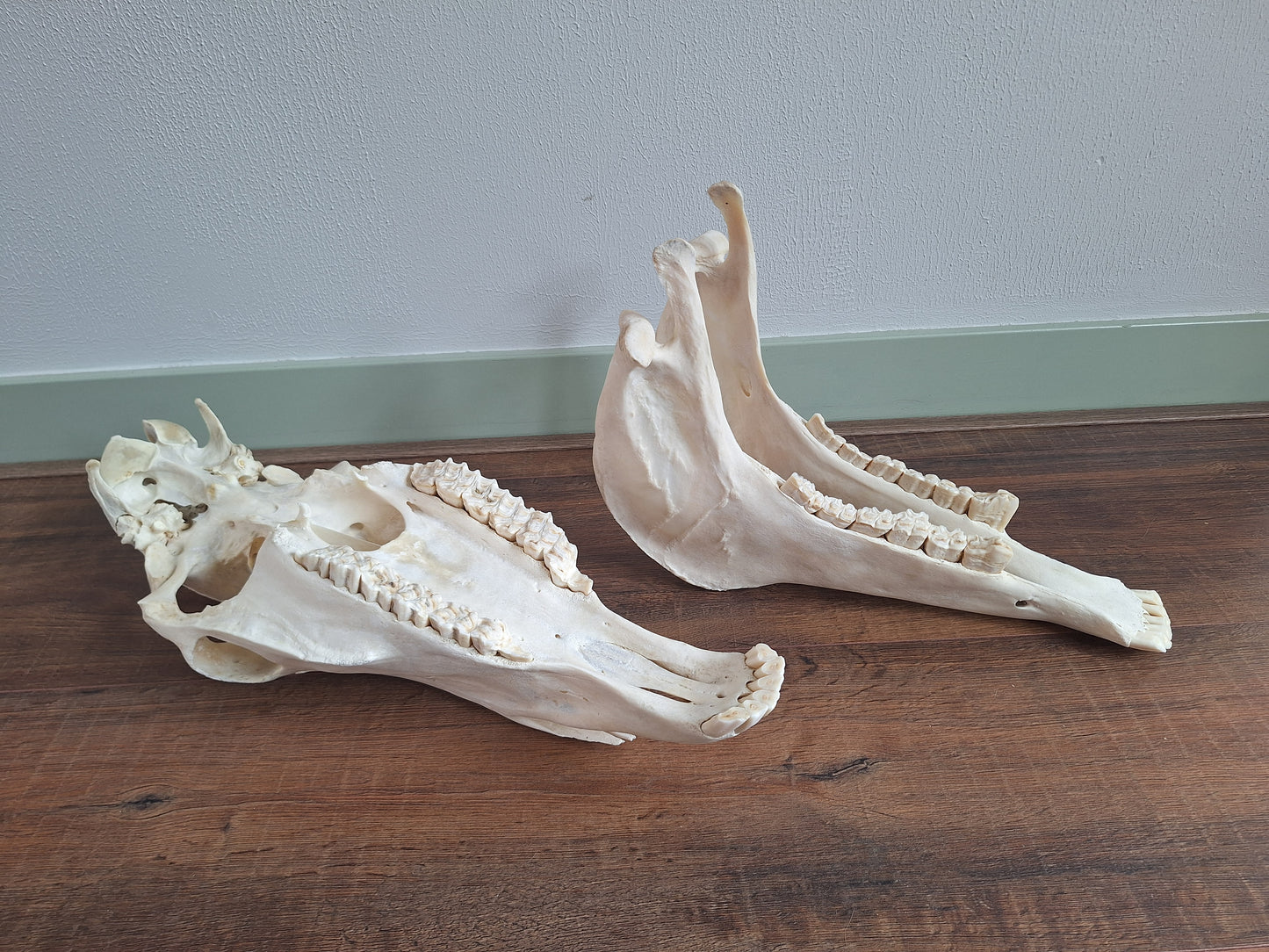 Horse skull