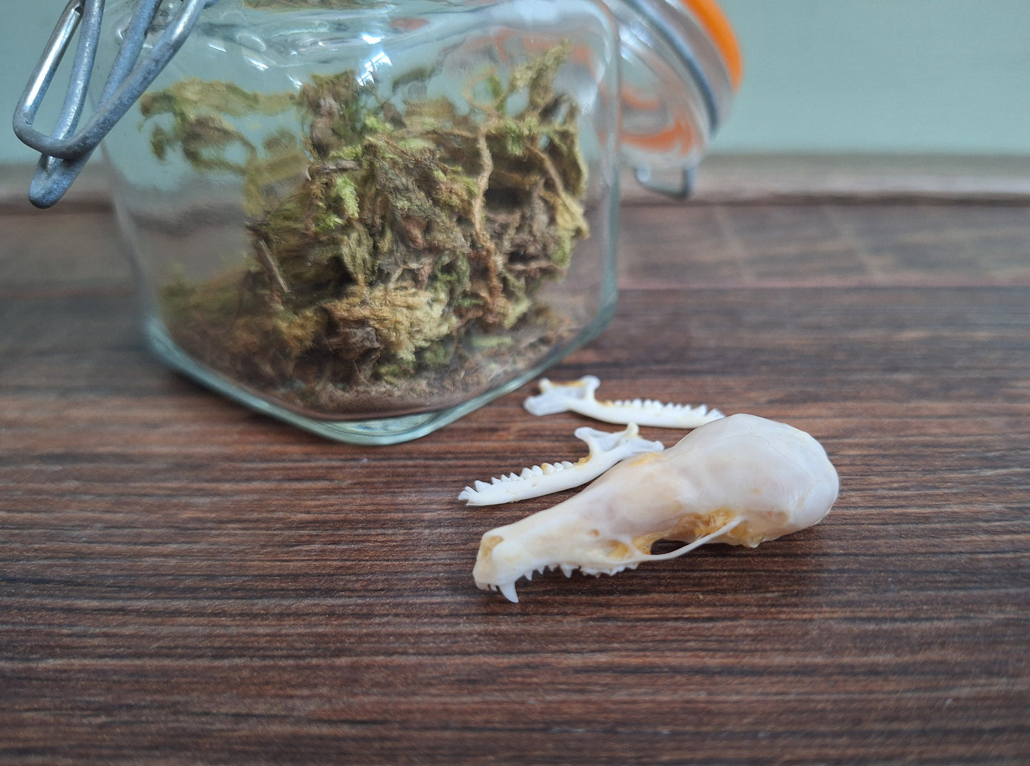 Mole skull in glass jar