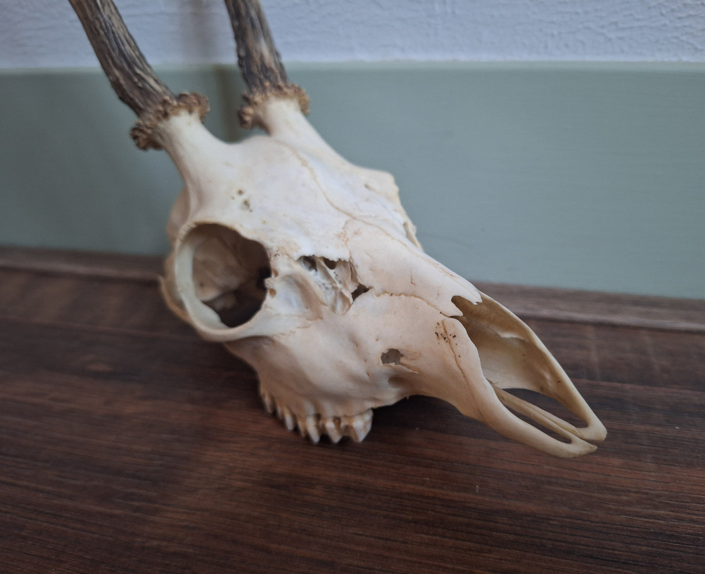 Roe buck upper skull #15