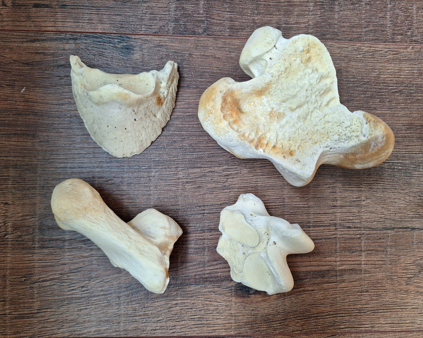 Horse leg bones, crafting sets