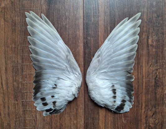 Domestic pigeon wings, set of 2