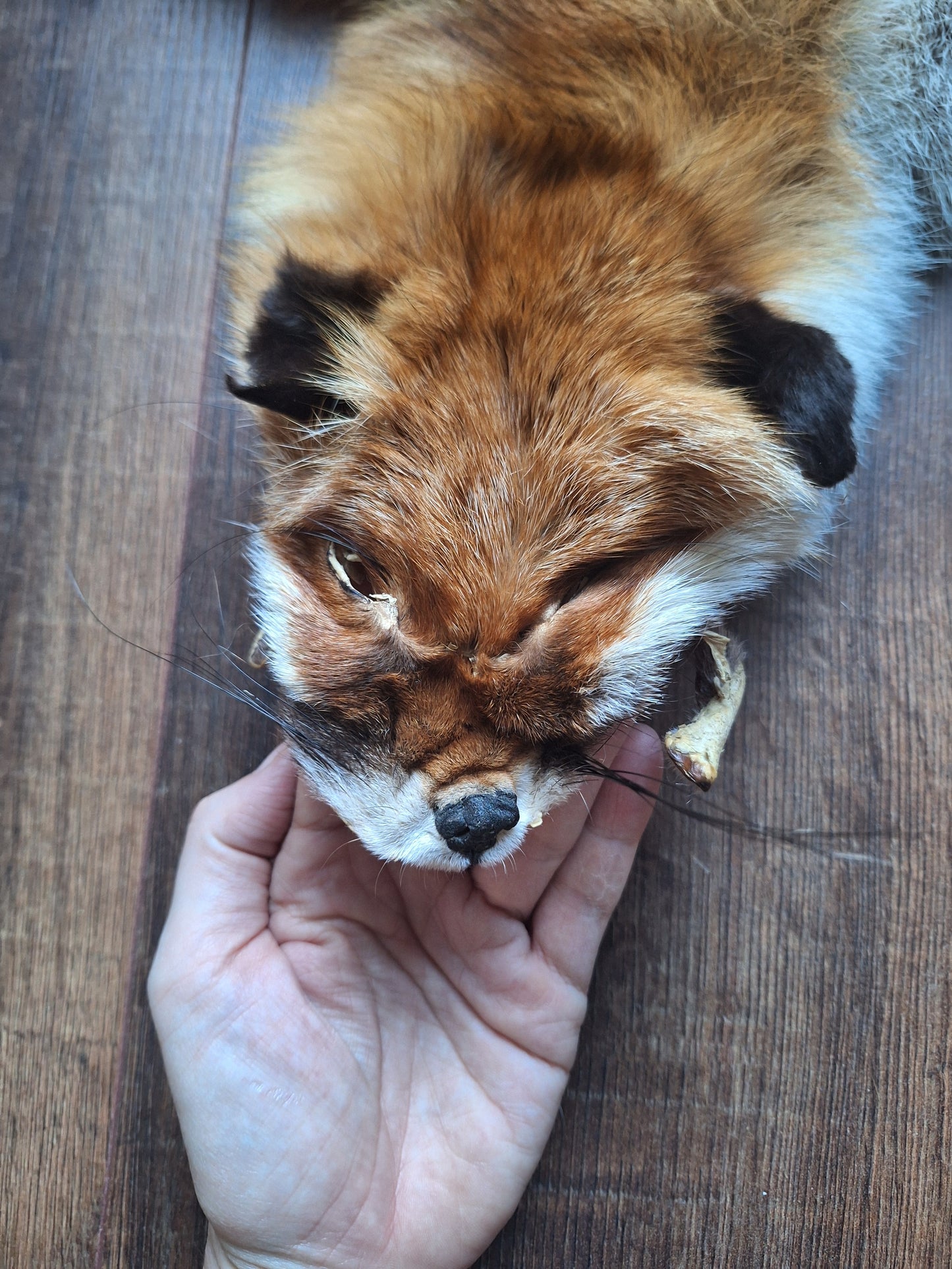 Red fox hide #32, B-quality