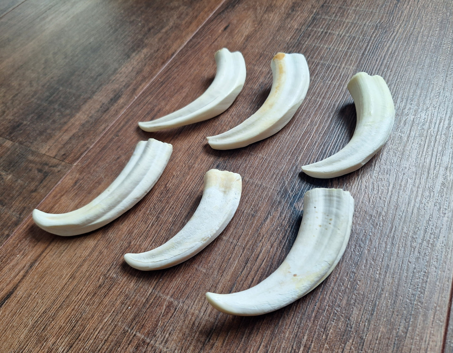 Wart hog tusks
