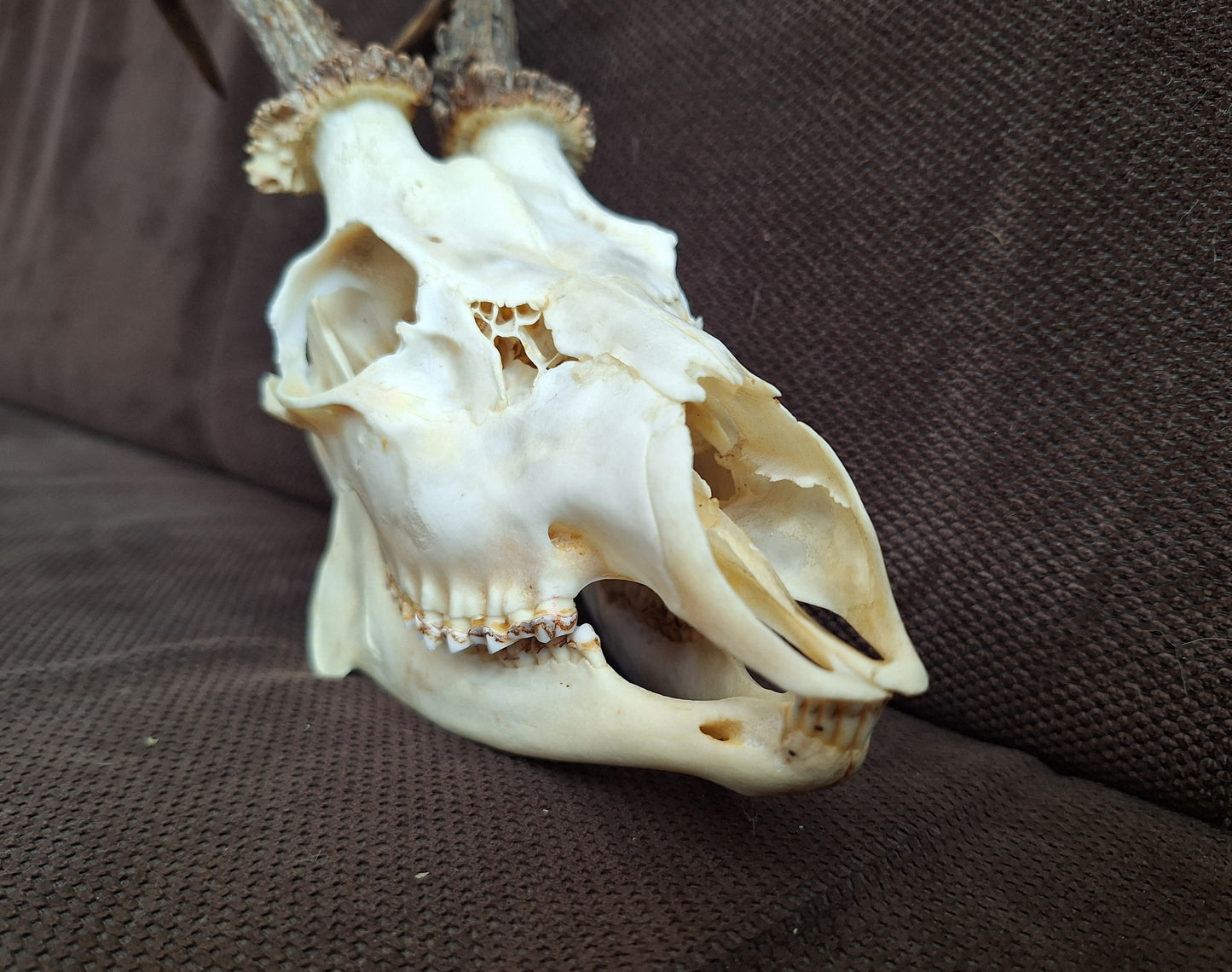 Roe buck skull #2